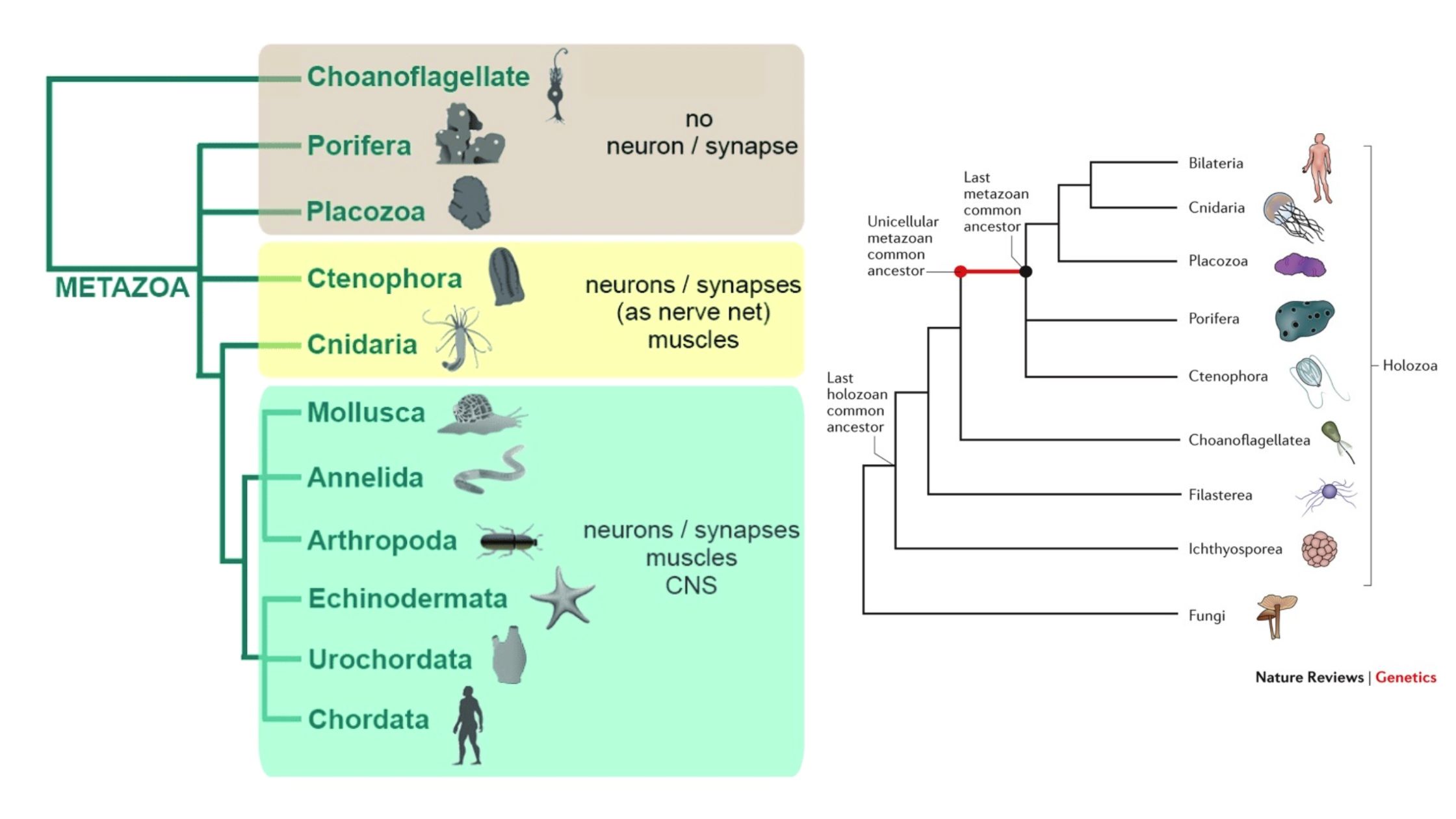 Metazoa - Characteristics, Symmetry, Metamerism, Origin and Evolution