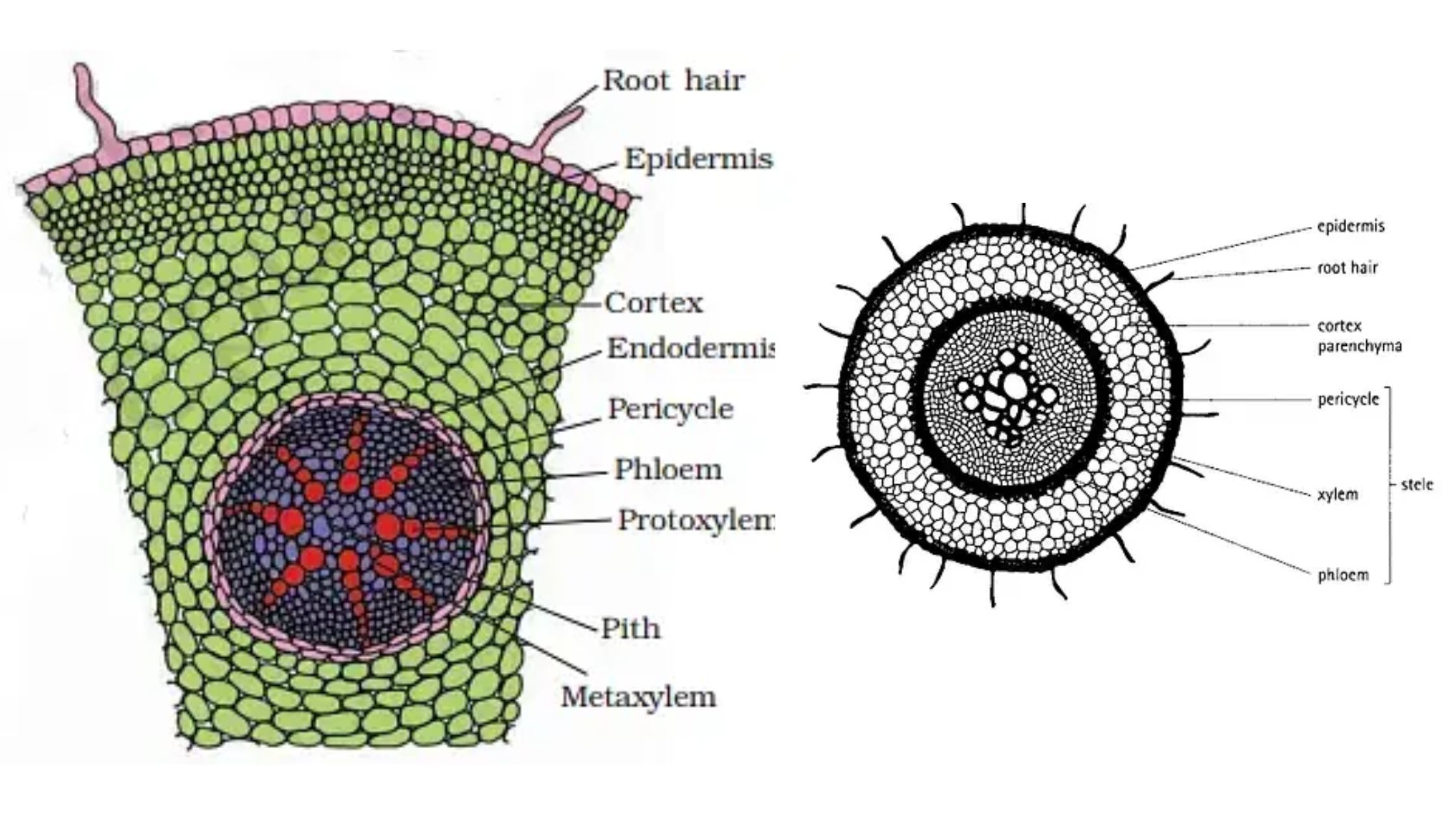 Monocot and Dicot Roots - Structure, Characteristics, Functions, Examples