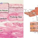 Myocardium - Definition, Structure, Functions