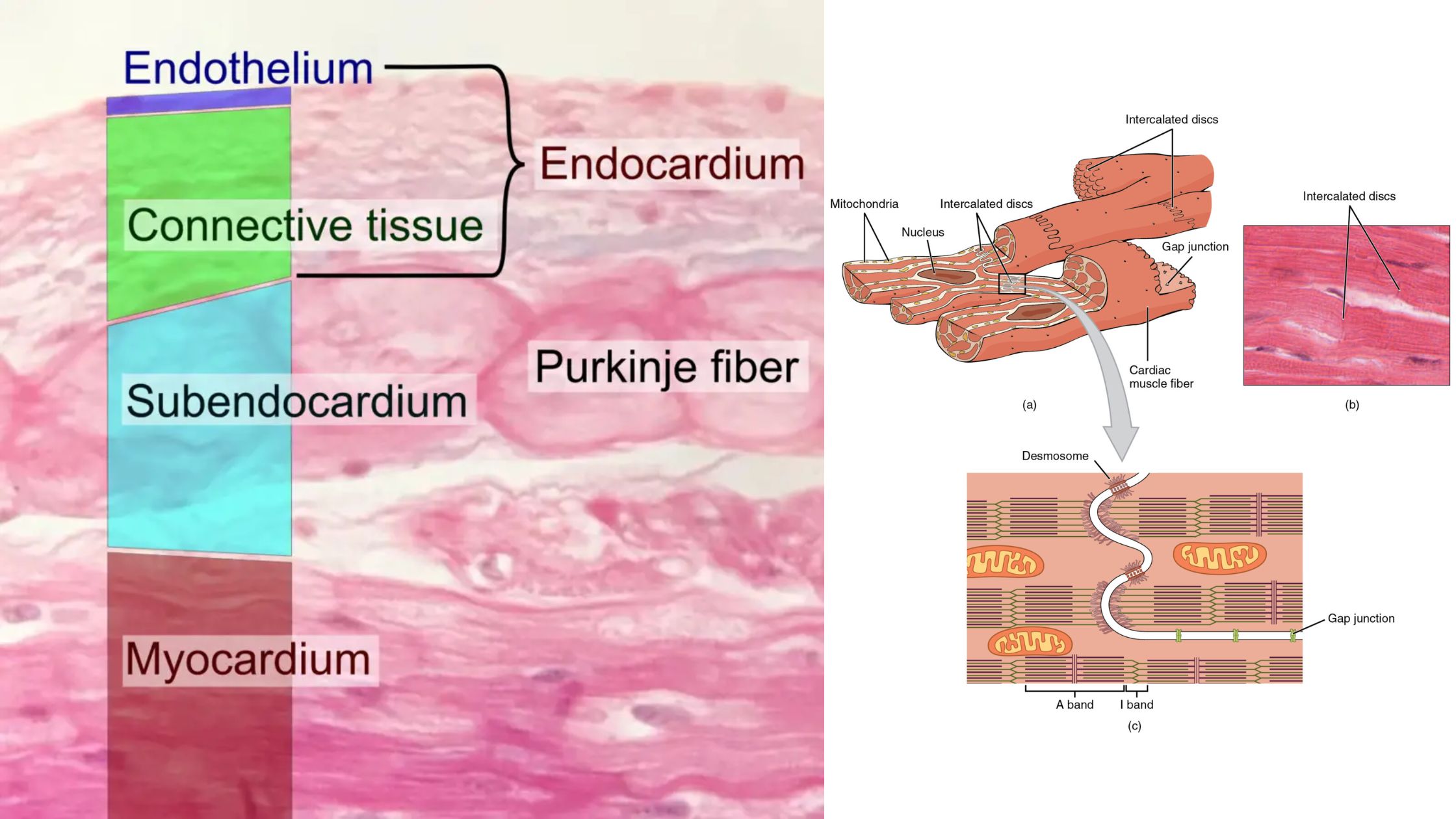 Myocardium - Definition, Structure, Functions