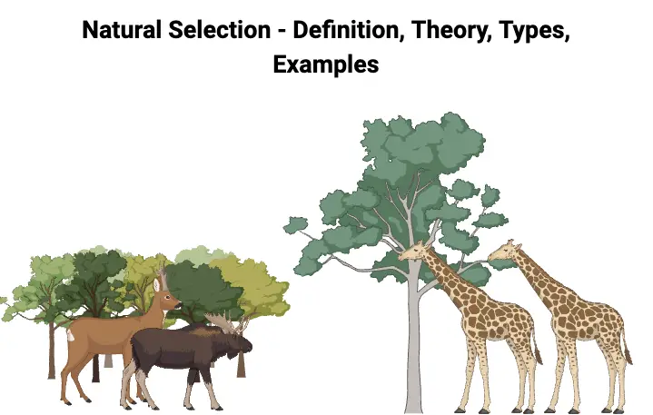 Natural Selection - Definition, Theory, Types, Examples