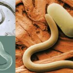 Nematodes - Morphology, Classification, Examples