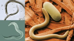 Nematodes – Morphology, Classification, Examples