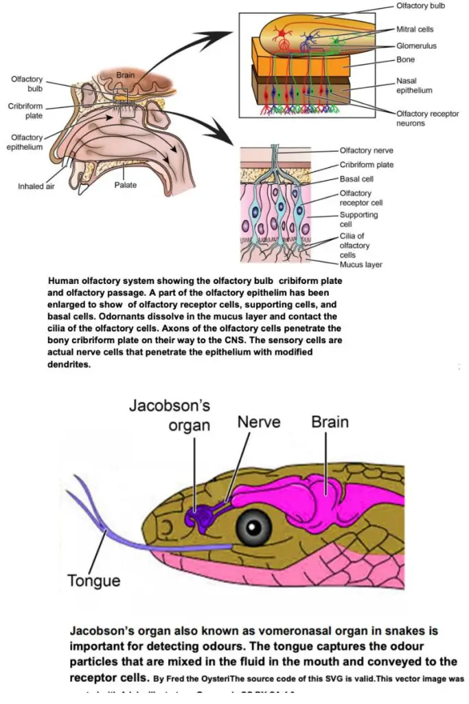 OLFACTORY ORGANS OF VERTEBRATES