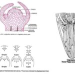 Organisation of Shoot Apex and Different Theories