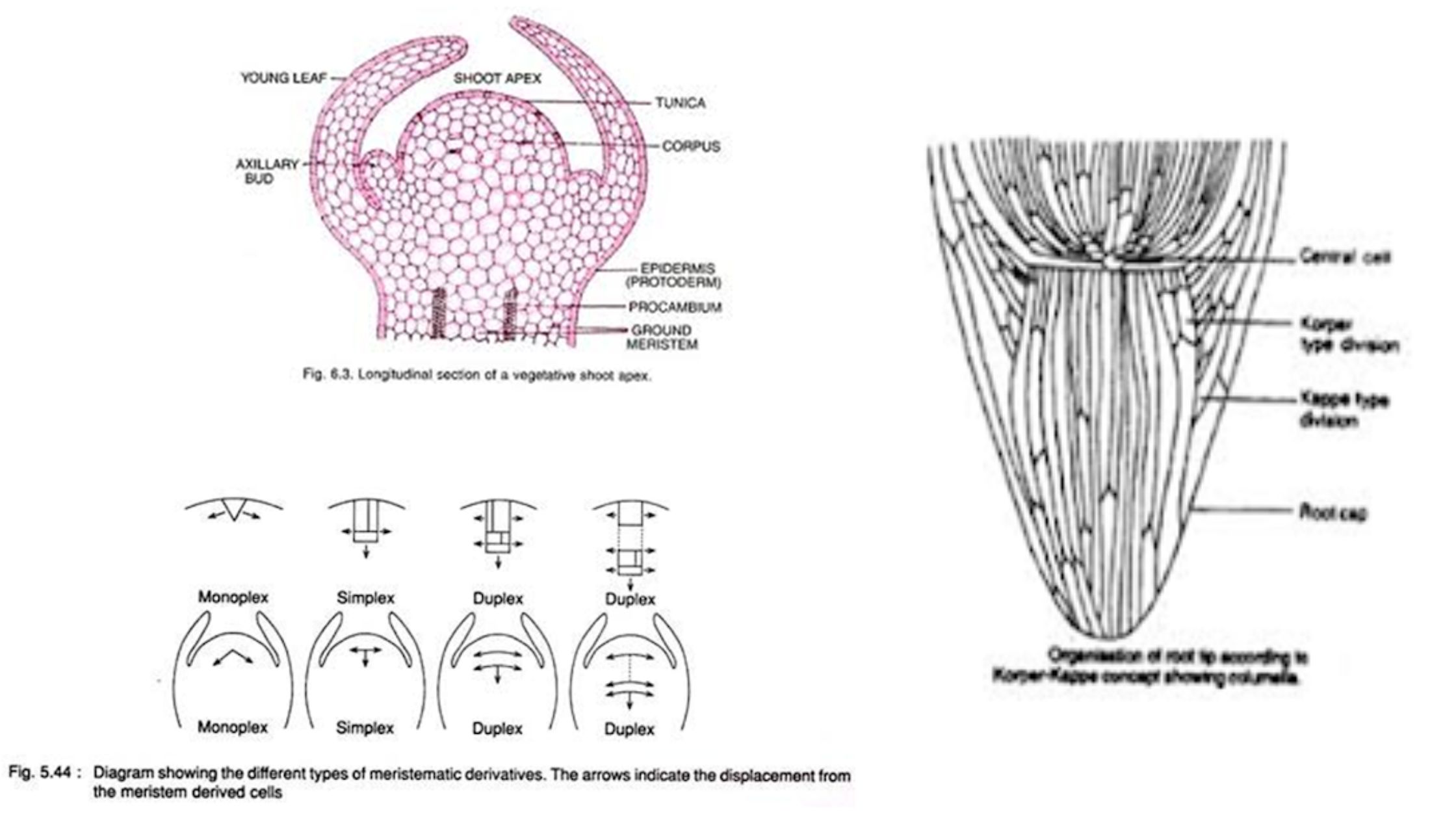 Organisation of Shoot Apex and Different Theories