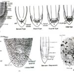 Organization of Root Apex - Apical cell theory, Histogen theory, Korper-Kappe theory