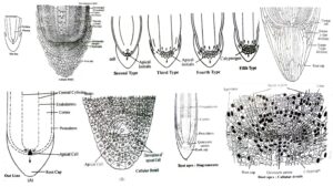 Organization of Root Apex – Apical cell theory, Histogen theory, Korper-Kappe theory