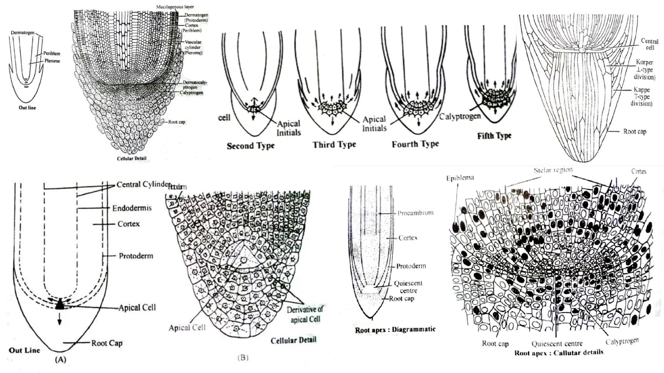 Organization of Root Apex - Apical cell theory, Histogen theory, Korper-Kappe theory