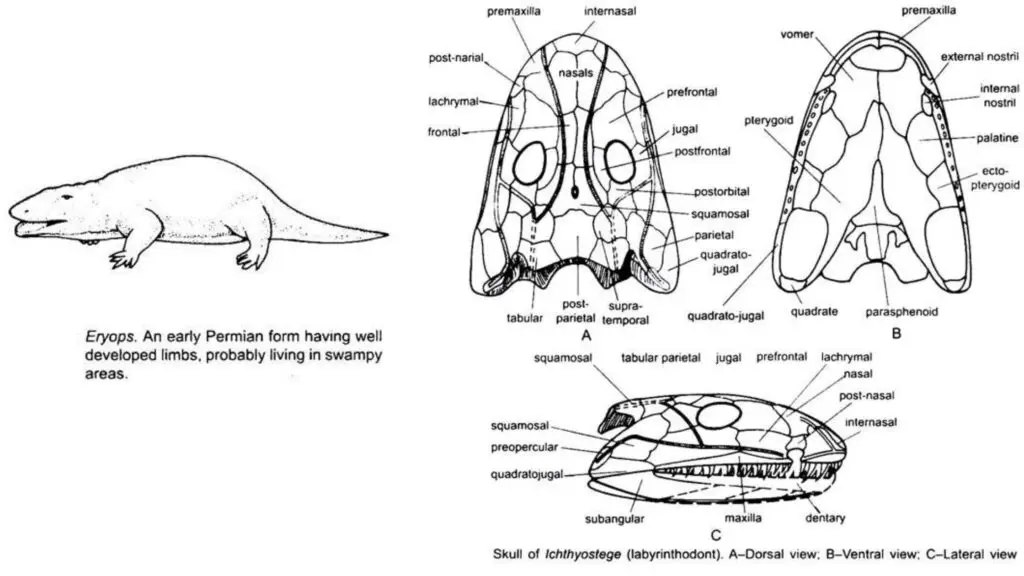 Origin of Amphibia