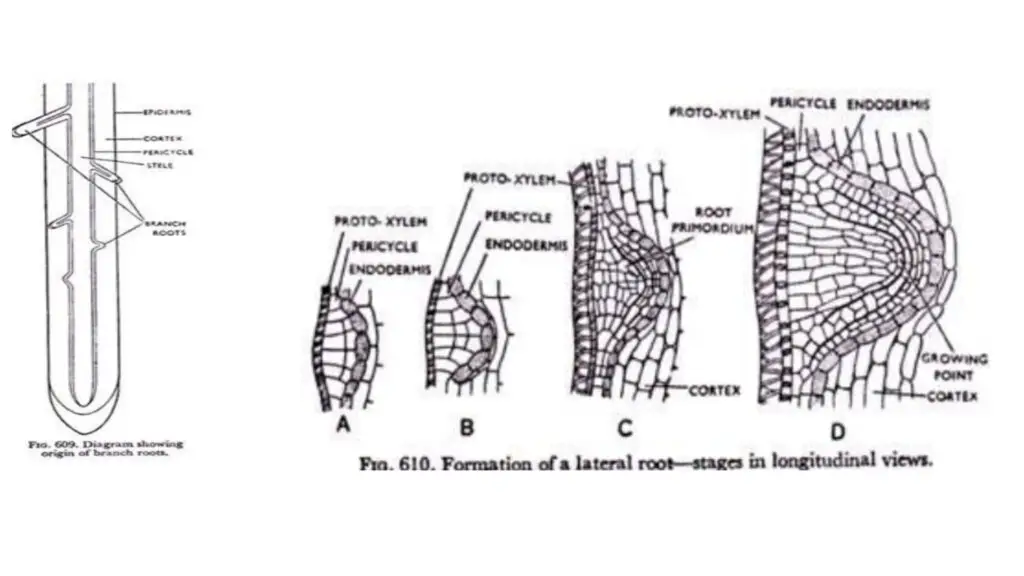 Origin of Lateral Roots