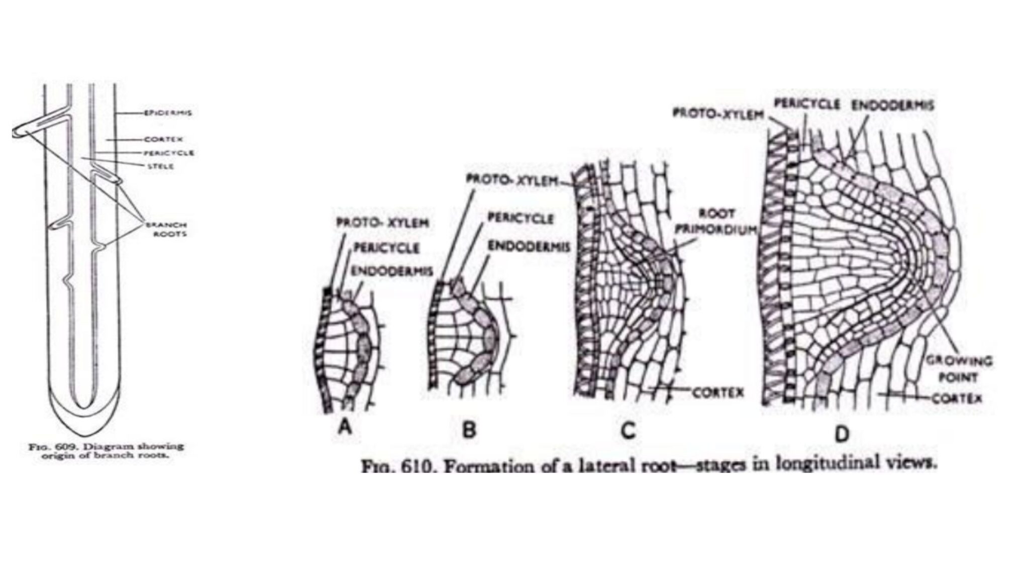 Root Endodermis and Exodermis - Structure, Function, and Responses to ...