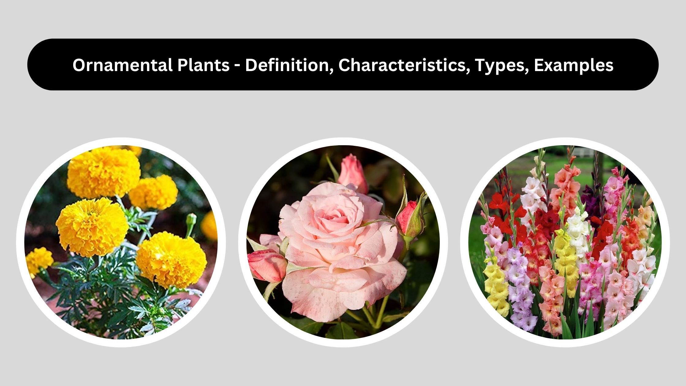 Ornamental Plants - Definition, Characteristics, Types, Examples