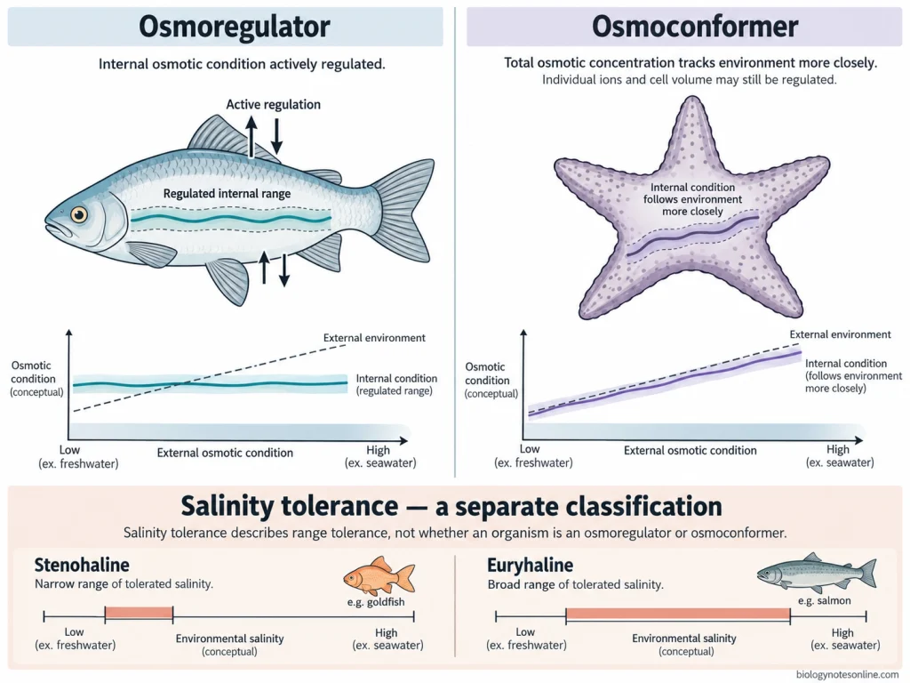 Matched comparison showing regulated internal osmotic conditions in osmoregulators and environmentally tracking osmotic conditions in osmoconformers, with separate stenohaline and euryhaline categories.