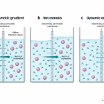 Three-stage osmosis diagram showing water crossing a selectively permeable membrane toward higher effective solute concentration and reaching dynamic equilibrium.