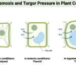 Osmosis - Definition, Types, Mechanism, Significance, Examples