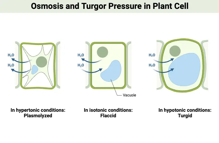 Osmosis - Definition, Types, Mechanism, Significance, Examples