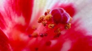 Ovule Culture – Principle, Protocol, Importance and Applications 