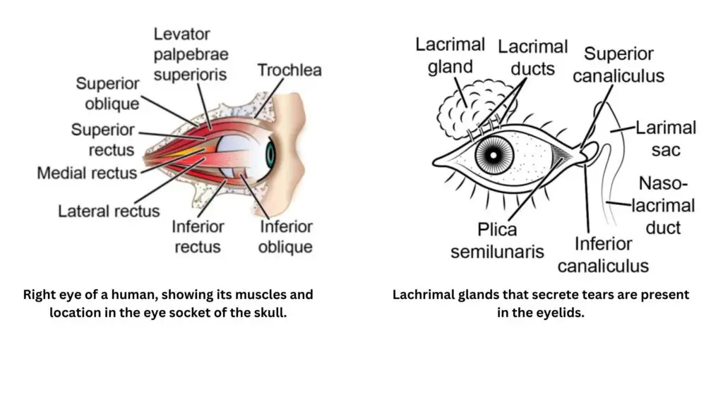 PHOTORECEPTOR ORGANS OF
VERTEBRATES