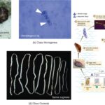 Parasitic adaptations in helminthes - Morphology, Physiological, Life cycle, Immunological adaptations