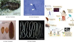 Parasitic adaptations in helminthes – Morphology, Physiological, Life cycle, Immunological adaptations