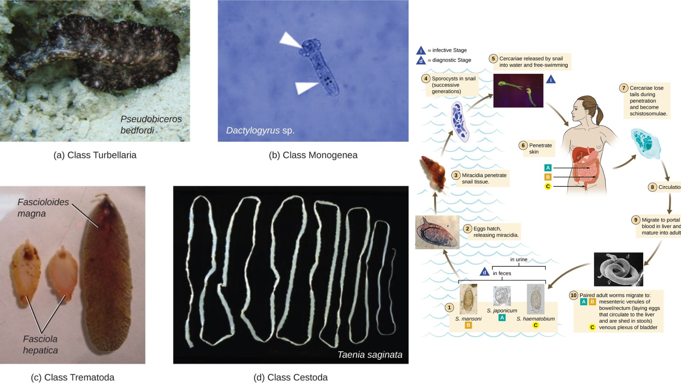 Parasitic adaptations in helminthes - Morphology, Physiological, Life cycle, Immunological adaptations