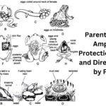 Parental Care in Amphibia - Protection by Nests and Direct Carrying by Parents