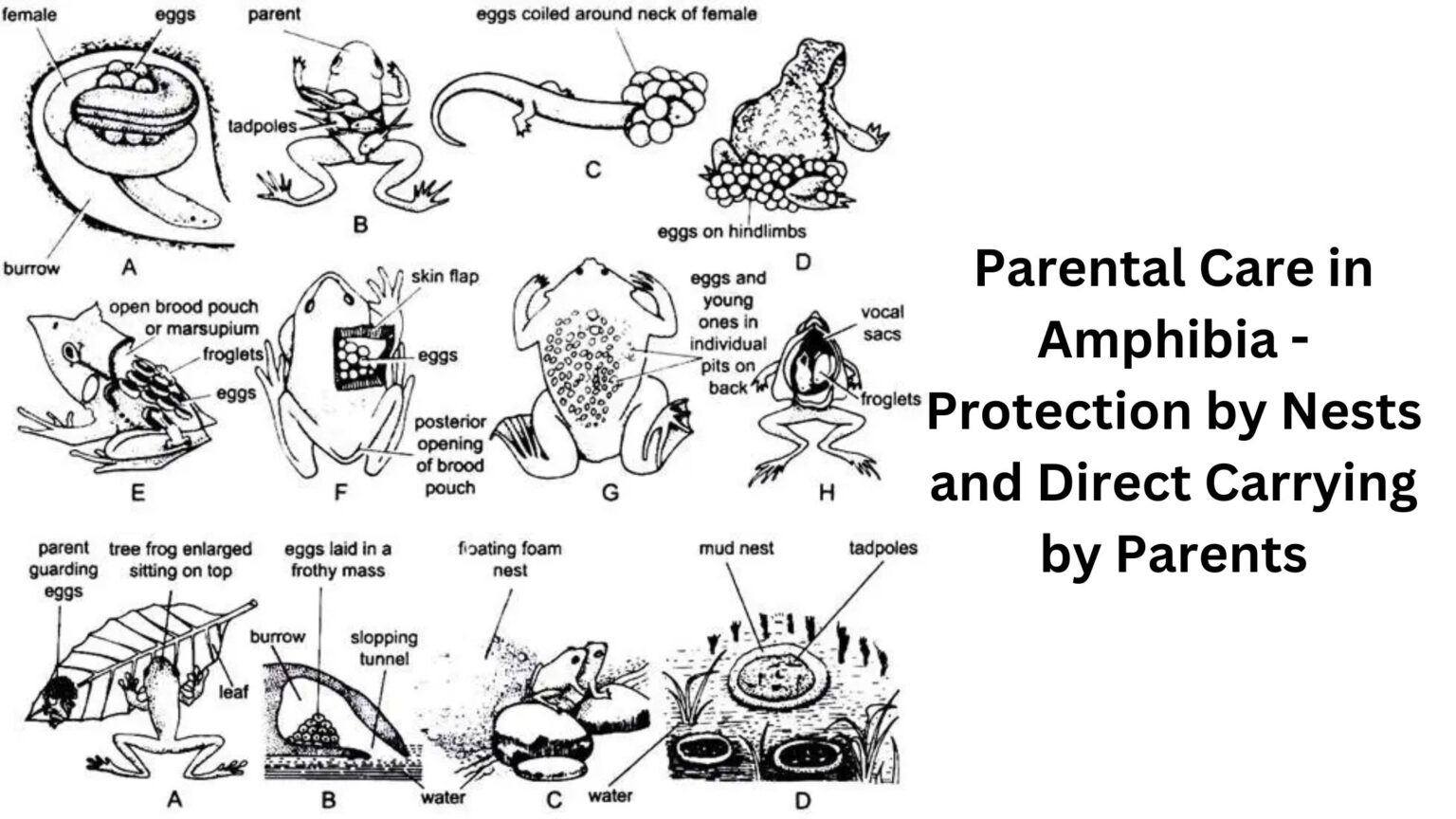 Zoogeographical Realms Definition Meaning And Types Biology Notes zoogeographical-realms-definition-meaning-and-types-biology-notes