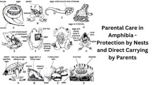 Parental Care in Amphibia – Protection by Nests and Direct Carrying by Parents