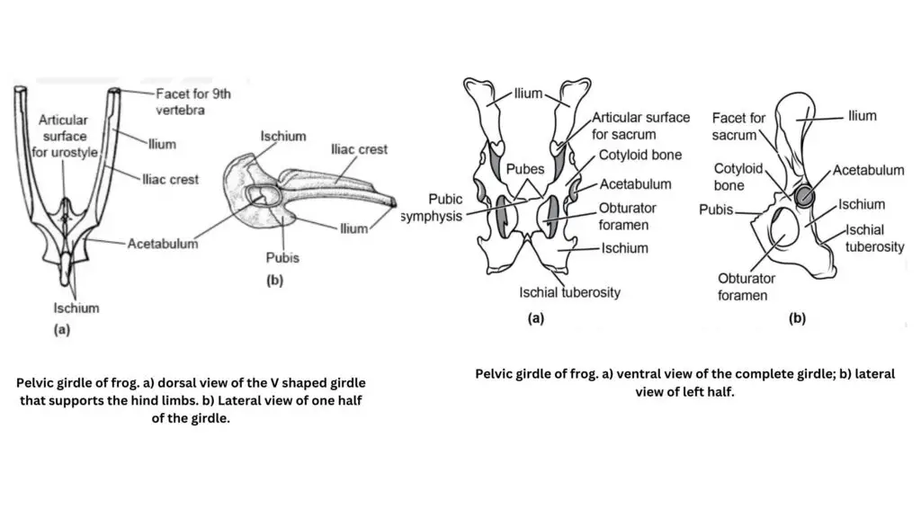 Pelvic Girdle of Frog and Rabbit