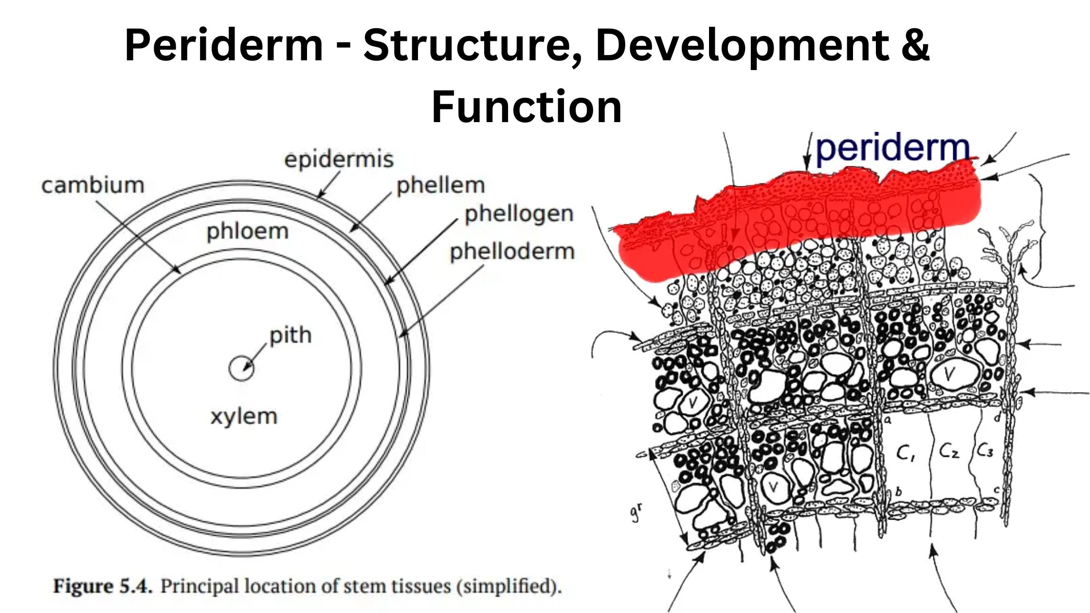 Periderm - Structure, Development and Function