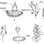 Phaeophyta (Brown Algae) - Characteristics, Occurrence, Thallus Organization, Cell Structure and Reproduction