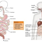 Physiology of Digestion - Organs, Mechanism, Regulation, Functions