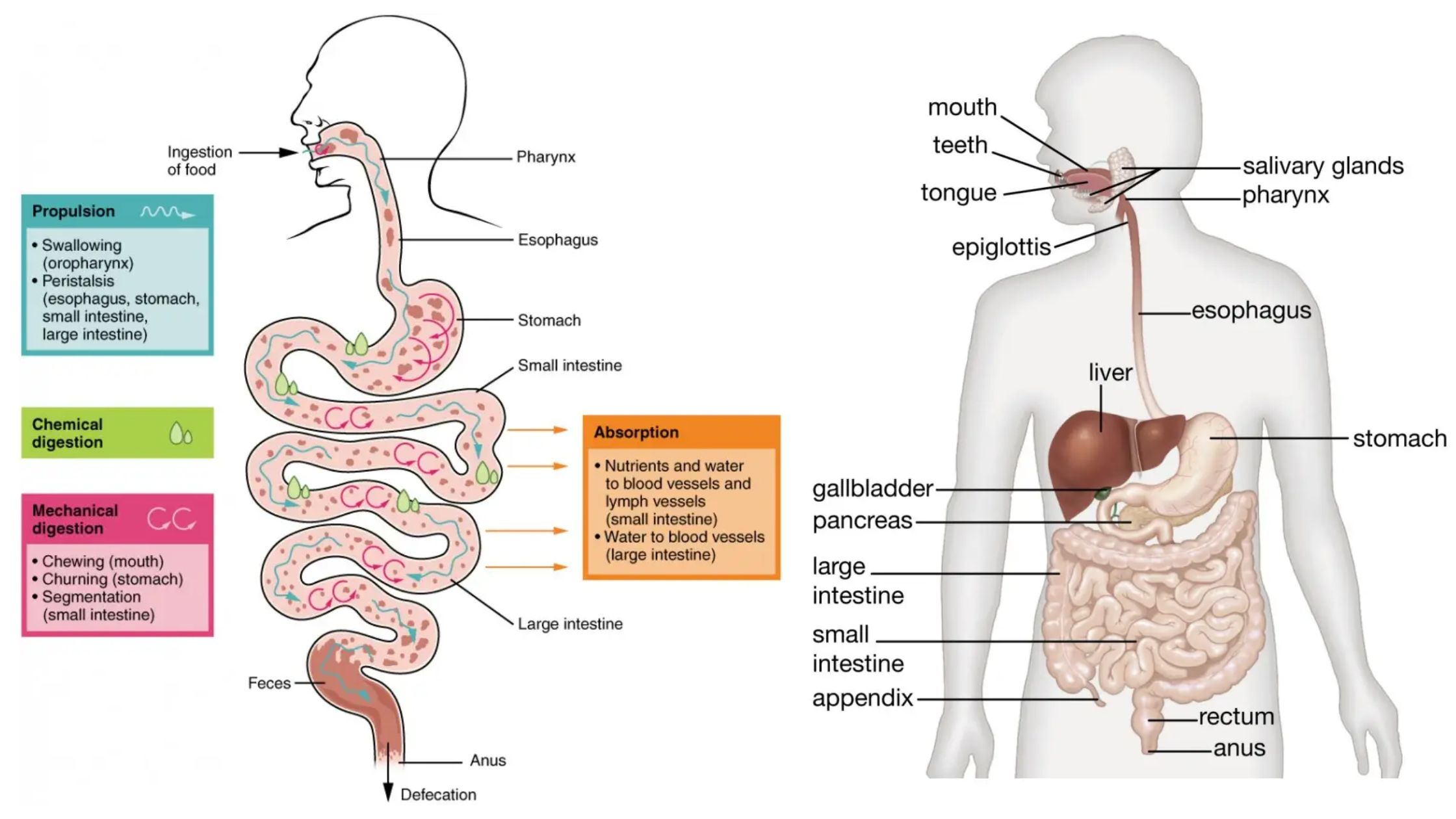 Physiology of Digestion - Organs, Mechanism, Regulation, Functions