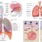 Physiology of Respiration - Respiratory System, Breathing, Gas Exchange Mechanism, Regulation