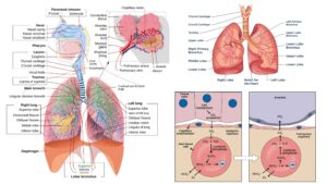 Physiology of Respiration – Respiratory System, Breathing, Gas Exchange Mechanism, Regulation