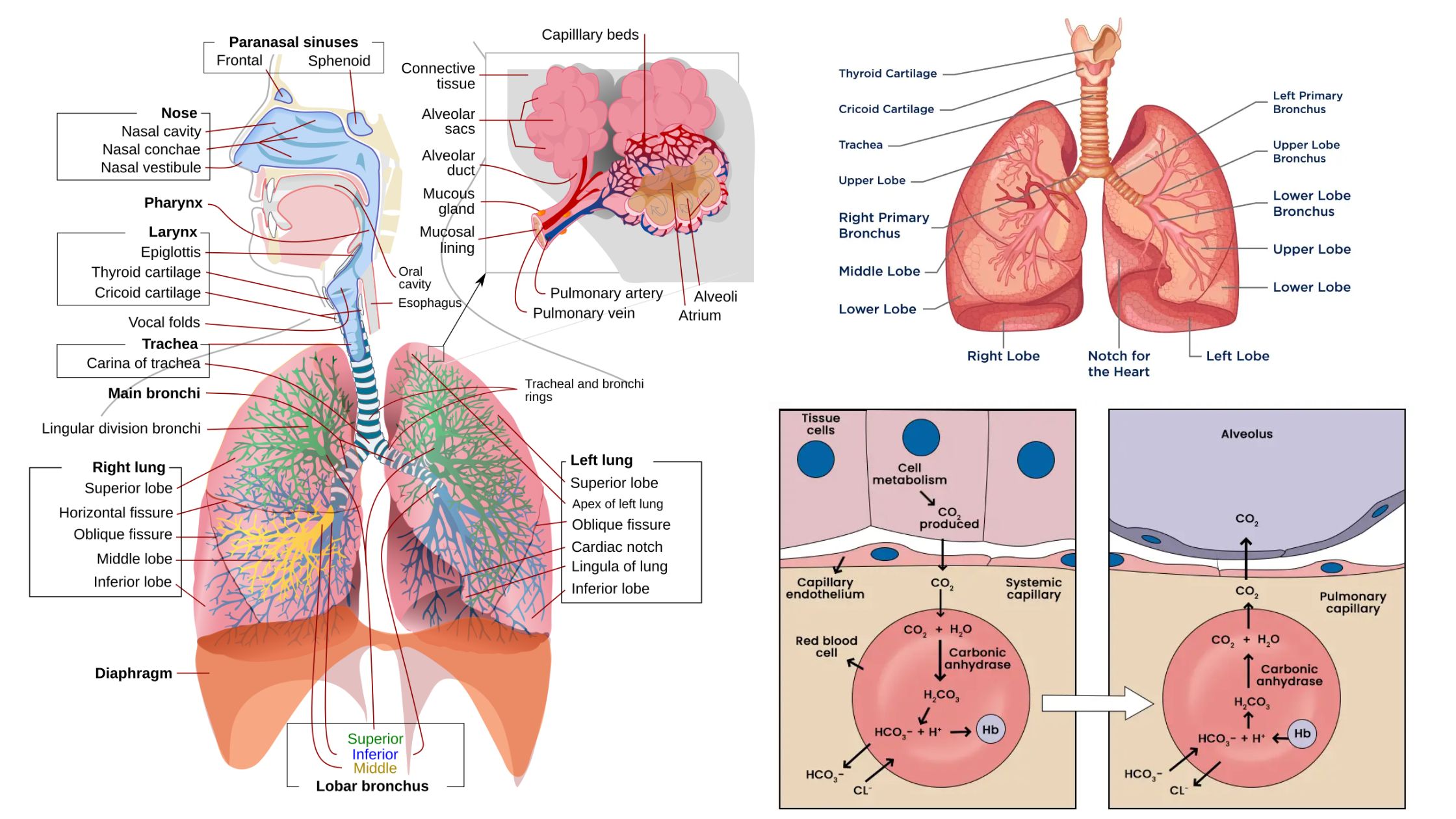 Physiology of Respiration - Respiratory System, Breathing, Gas Exchange Mechanism, Regulation