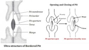 Pits – Simple and Bordered Pits in plants