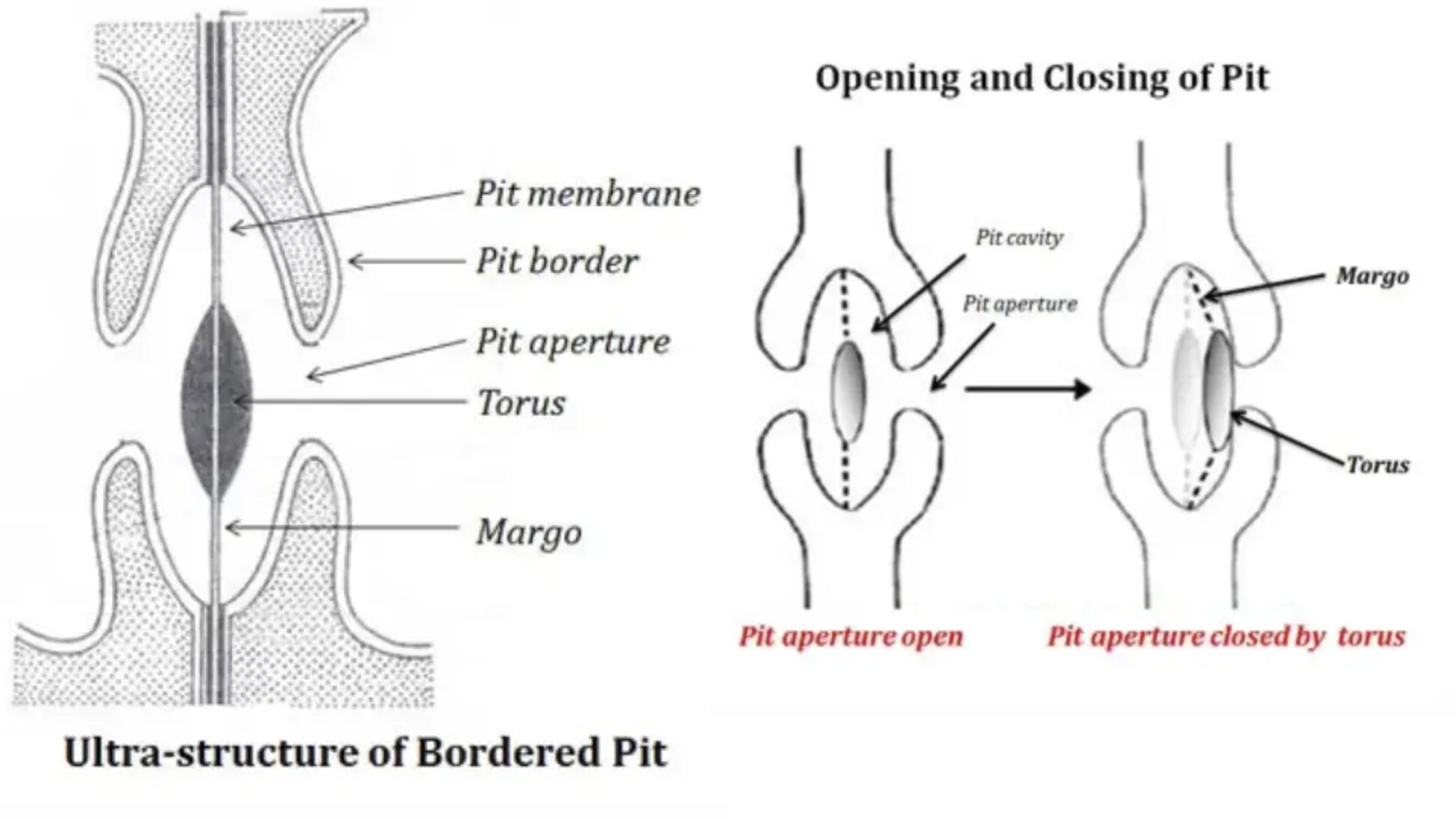 Pits - Simple and Bordered Pits in plants