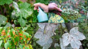 Plant Diseases – Diagnose, Control and Treatment