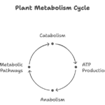 Plant Metabolism - Introduction, anabolic and catabolic pathways, regulation of metabolism, role of regulatory enzymes