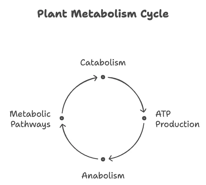 Plant Metabolism - Introduction, anabolic and catabolic pathways, regulation of metabolism, role of regulatory enzymes