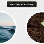 Plant - Water Relations