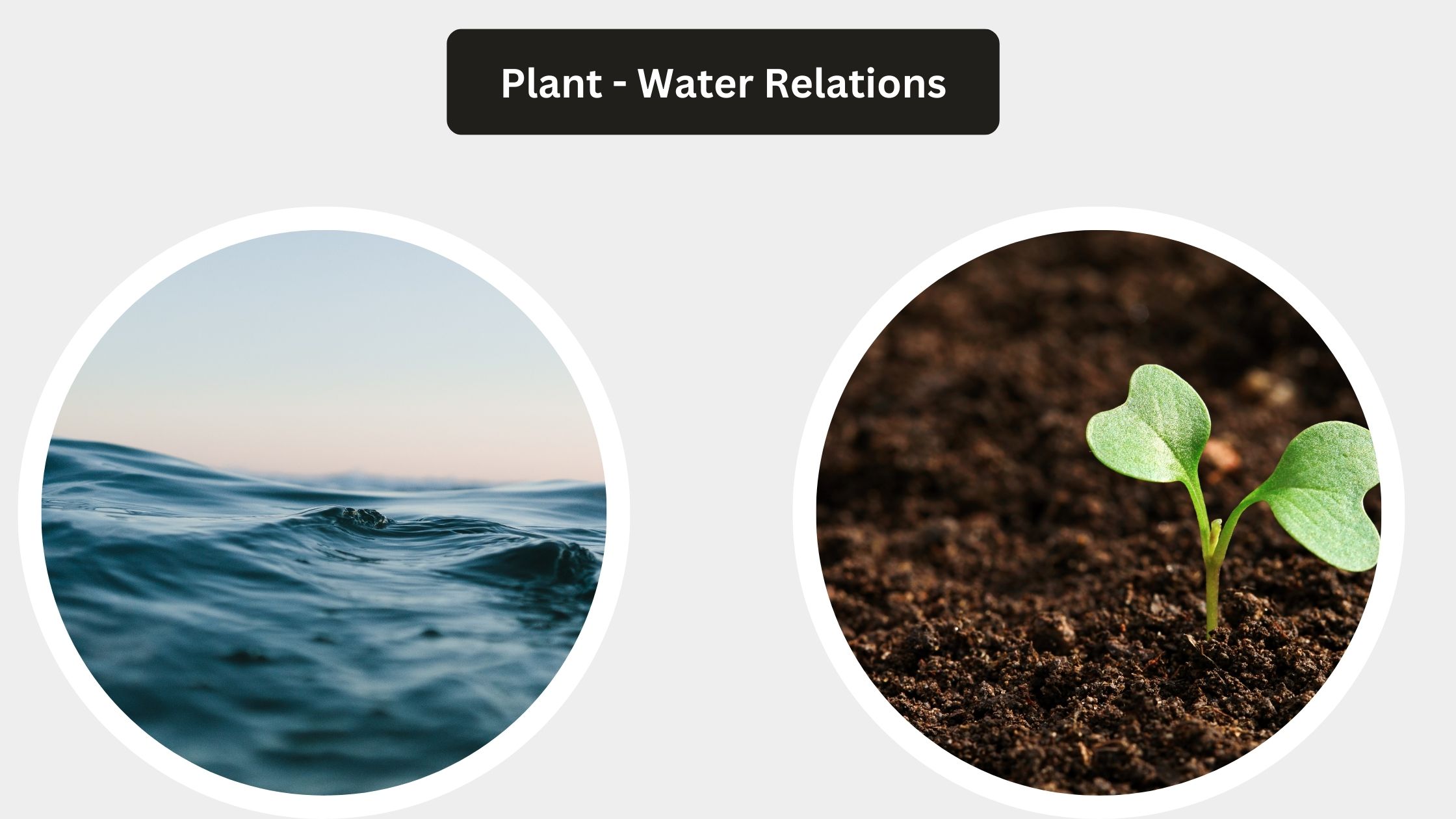 Plant - Water Relations