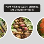 Plant Yielding Sugars, Starches, and Cellulose Product