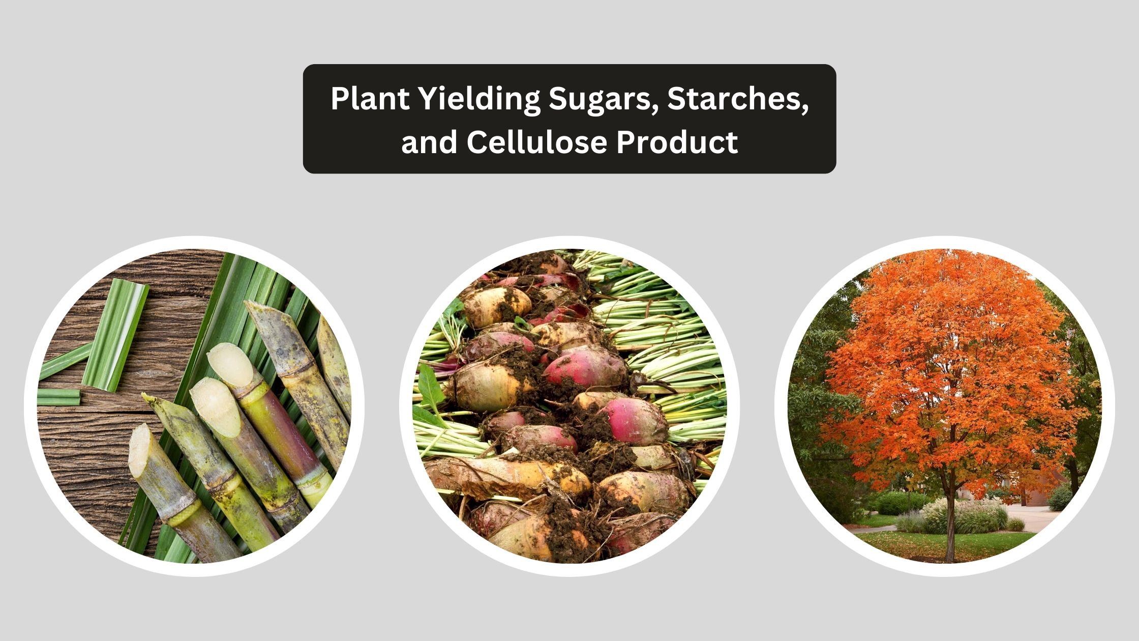 Plant Yielding Sugars, Starches, and Cellulose Product