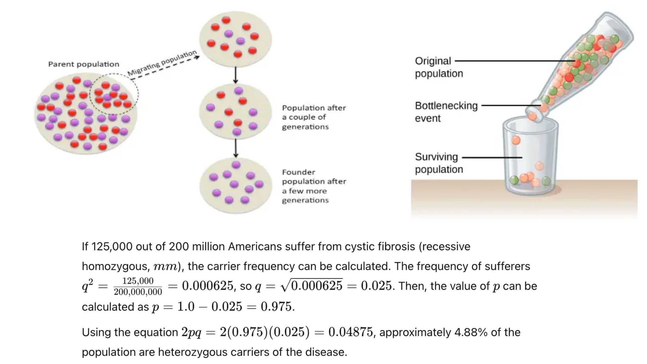 Population genetics - Unitary and modular population, Hardy-Weinberg law