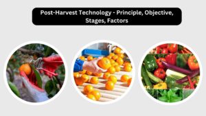 Post-Harvest Technology – Principle, Objective, Stages, Factors