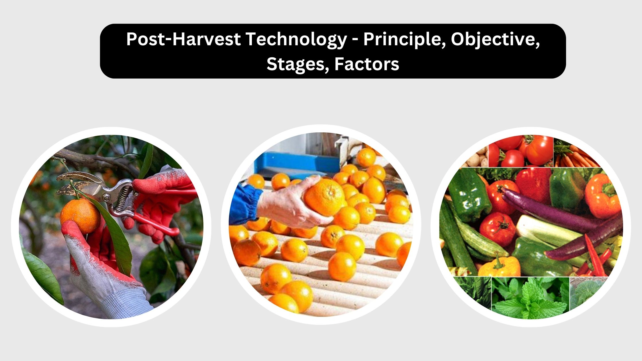 Post-Harvest Technology - Principle, Objective, Stages, Factors