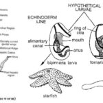 Protochordata - Characteristics and Classification